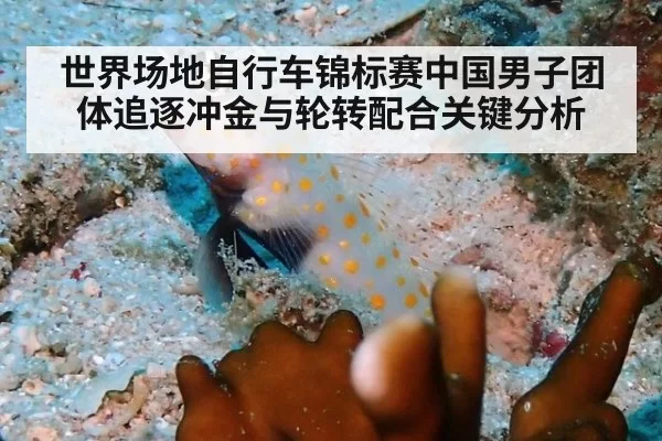 世界场地自行车锦标赛中国男子团体追逐冲金与轮转配合关键分析